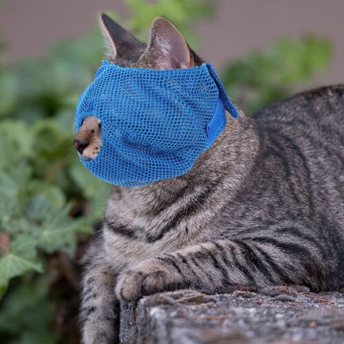 2St Draagbare Blauwe Kittenbeugel, Multi-Functionele Accessoire 1