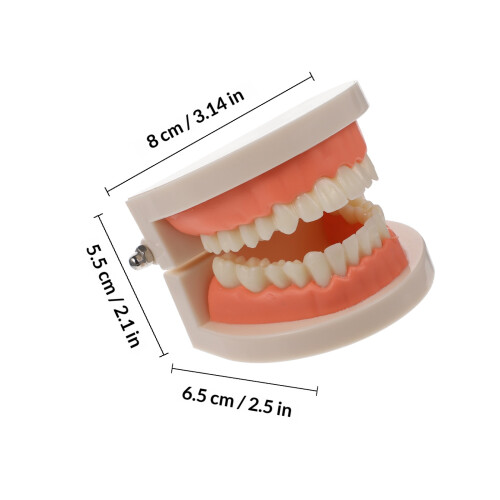 1Pc Teeth Model Kids Teaching Study Standard Typodont 1