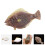 2Stk Simulation Fische Modell Plastik Aquarium Für Kinder 10
