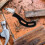 3Pièces Outil De Retrait D'agrafes Noir Pour Bricolage 5