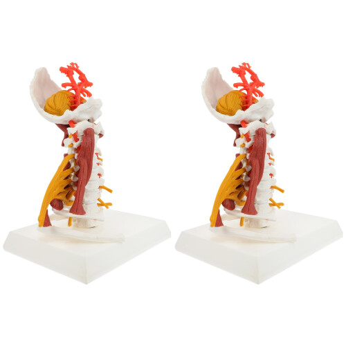2Pcs Human Cervical Vertebra Model White PVC for Medical Education 2