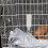 2Pièces Distributeurs Automatiques Transparants Suspendus Pour Animaux 5