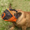 Short Snout Muzzle Size S Orange Soft & Breathable 4