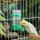 20Pièces Distributeurs D'eau Verts Pour Oiseaux, Pigeons Perroquets 6