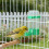 20Pièces Distributeur D'eau Vert Unique Pour Pigeons Petits Oiseaux 4