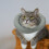 1Pièces Collier Protecteur Chat Récupération En Coton PP Vert 10