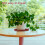 40Pièces Sous-Pots Rouges Robustes Pour Plantes Fleurs D'intérieur 4