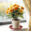 40Pièces Sous-Pots Rouges Robustes Pour Plantes Fleurs D'intérieur 5