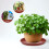 40Pièces Sous-Pots Rouges Robustes Pour Plantes Fleurs D'intérieur 7
