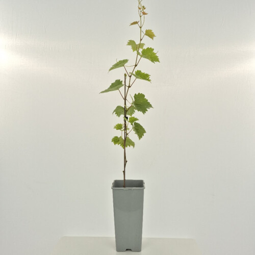 Weinrebe Nero 2L 1