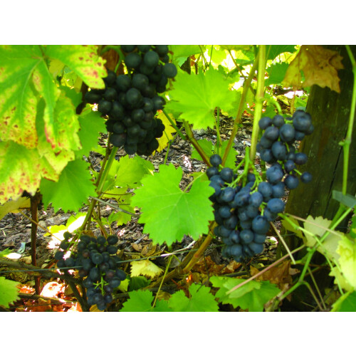 Weinrebe Nero 2L 2