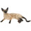 Plastic Small Cat Figurine Realistic Shape Desktop Decoration 1