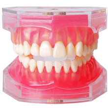 Standaard Studie Tandheelkunde Model met Verwijderbare Tanden - Zachte Siliconen Gums en Buigbare Tandtypen