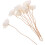 10Stk Getrocknete Blüten Diffuser Sticks Aus Rattan Khaki Für Raumduft 1