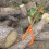 Outil De , Crochet Lourd Pour Déplace Bois 6