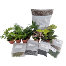 Hirt's Terrarium Kit med 5 planter og 5 bregner