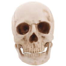 Simulation Resin Lifesize Human Skull For Medical Teaching And Anatomy