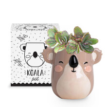 Apa la Papa, Koala Keramik Potte til Indendørs og Udendørs, 3 x 3 x 4 in., Håndmalet, God Drænhul