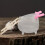 Material Hamster Bathtub Transparent Daily Use 1pack 5