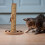 Arranhador para gatos com corda de brinquedo e tábua 1