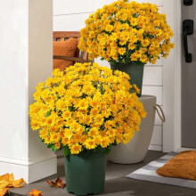Künstliche Sonnenuntergangs-Chrysanthemen mit Eukalyptus, 10er-Packung