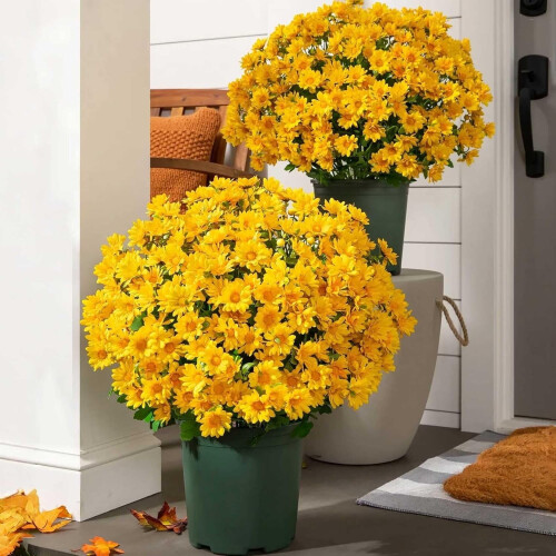 Künstliche Sonnenuntergangs-Chrysanthemen mit Eukalyptus, 10er-Packung