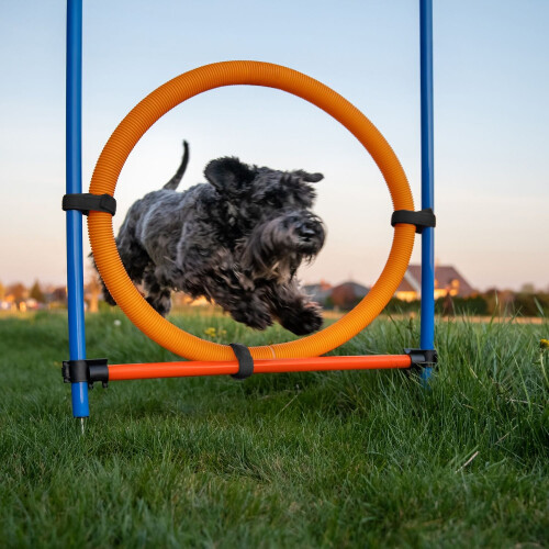Hunde-Agility-Parcours-Set mit Tunnel, Hürden, Slalom 1