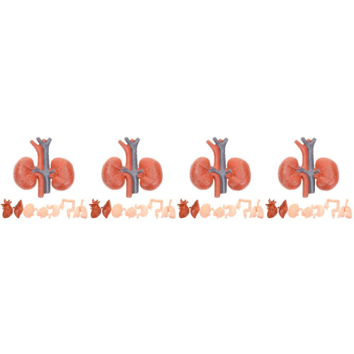 32St Multikleur Organenmodel Set Voor Studenten En Training