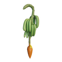 Faux Fruit Prop Lifelike Decoration Banana Bunch 60cm Long Display for Restaurant Bakery Shop Display