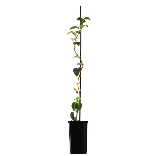 Ortensia rampicante 2L 2