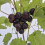 Weinrebe Muscat Bleu 2L 3