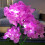 Nova lanterna solar Hydrangea Macrophylla, flor artificial, para uso doméstico ou em jardins. 1