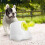 Dog Automatic  Launcher for Small or Medium Dogs, Interactive Dog  Throwing Machine,3 Balls Included.US Plug 7