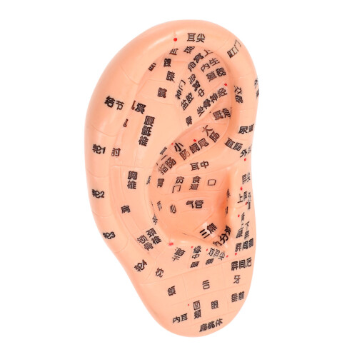 1St Human Ear Akupunktur Ohr (Schokoladenfarben) 2