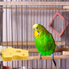 Vogelzitstok voor parkieten, natuurlijk houten vogelstandaard, oefenplatform (1 stuk)