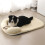 Multi Functional Pet Cool Pad Bed Machine Washable Design For Dogs Cats Multiple Sizes Foldable Travel Friendly 4