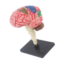 Human Brain Anatomy Model Detachable Parts for Labs