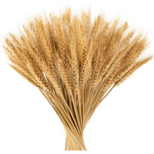 Dried Wheat Stalks Natural Farmhouse Decor 100 Stems
