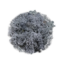 Mousse de renne stabilisée 10 g – Mousse artificielle pour terrariums, loisirs créatifs, décoration murale, jardins féériques, mariages et