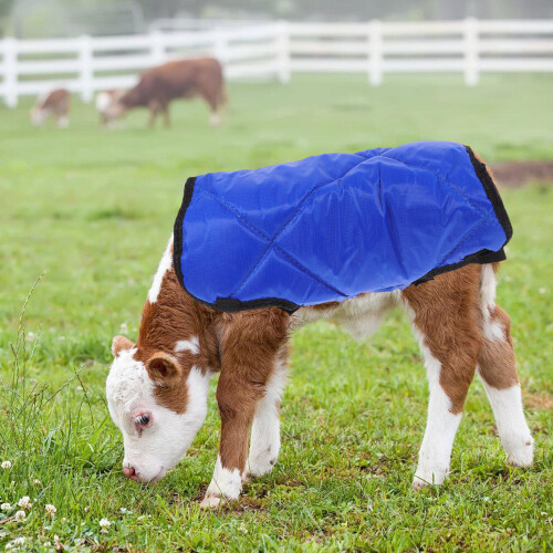 Chaleco Para Terneros Azul Con Protección Abdominal Y Calor 2