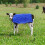Chaleco Para Terneros Azul Con Protección Abdominal Y Calor 5