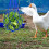2 Stk. Hühnerfutterautomaten, Tierwelt-Mesh-Beutel, Hängender Zubehör 3