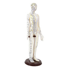 Acupuncture Model PVC 20 inch Tall Lightweight Educational Study Multifunctional Female Hard