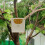Parrot Breeding Nest Box for Bird Cage Mounted Plastic Cockatiel 7