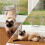 Cat Door Pet Cat Entry Exit Door Cat Hole White 10