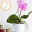 Potted Plant Support Plants 3.80x1.10x0.70cm Transparent 10