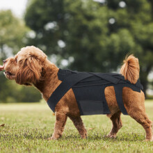 Hundegesäßück für Bandscheibenvorfall-Rehabilitation, Größe S, Polyester & Neopren