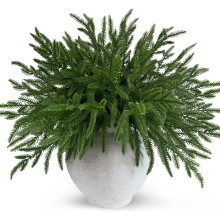 Branches de pin Norfolk JEWLALO 45 cm (24 pièces)