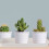 3Pcs Bandejas De Plástico Para Vaso De Flores Base Jardinagem Multiuso 3