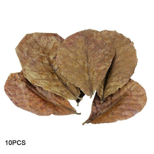 Seebee Ινδικό Αμύγδαλο Catappa Φύλλα Ενυδρείου με Ψάρια Imp Water Quty B4V3XN